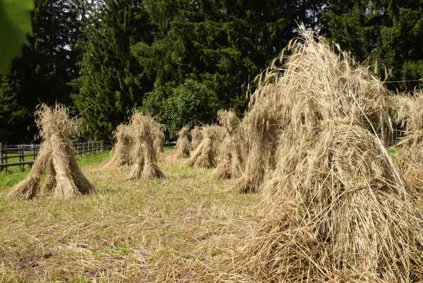Dieme, Kornhocken, Getreide, Roggen