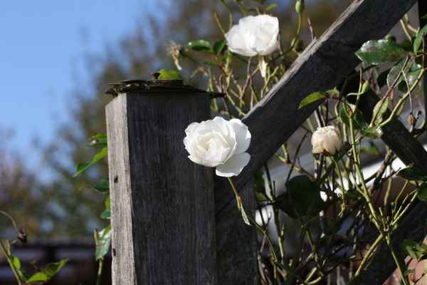 Die letzten Rosen im November