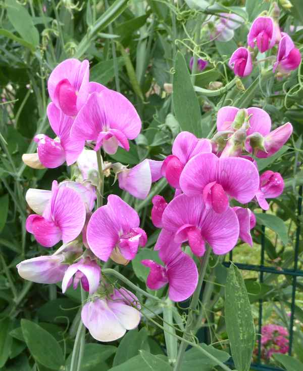 Sommerblumen, Staudenwicken