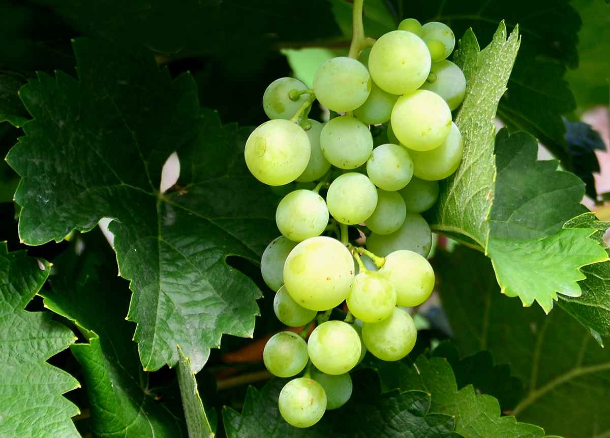 Weintrauben
