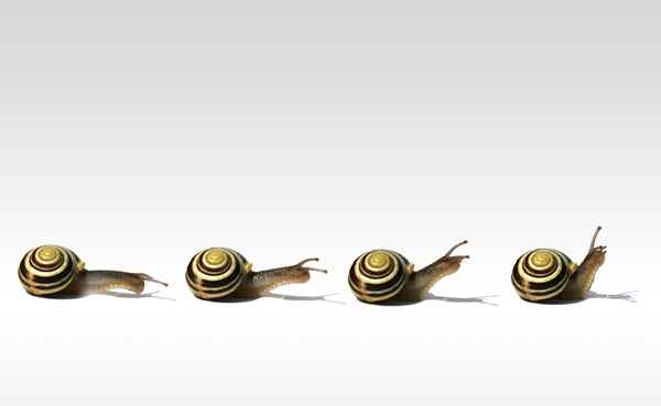 HainschnirkelSchneckenAlarm.