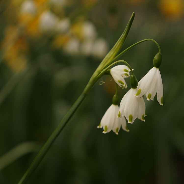 springtime