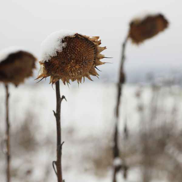 Sonnenblume im Schnee