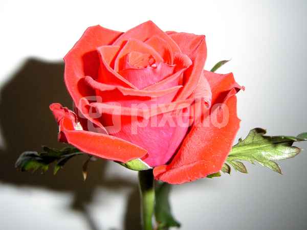rote Rose