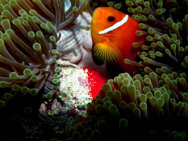 Anemonenfisch mit Laich