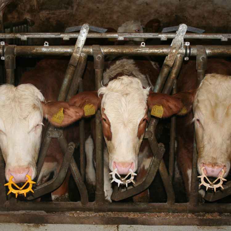 3 coole Kühe