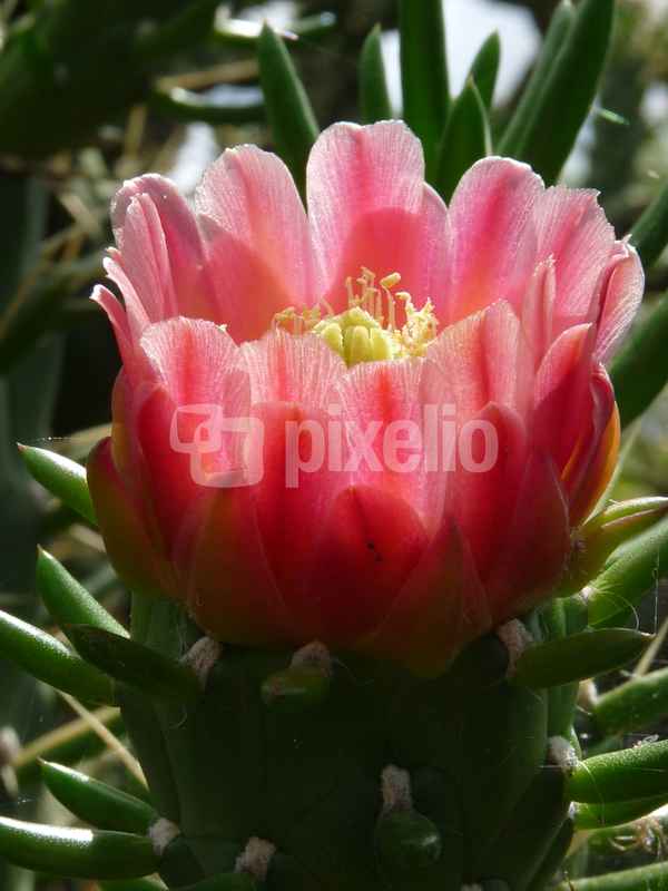 Kakteenblüte