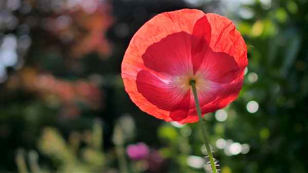 Mohnblüte im Gegenlicht