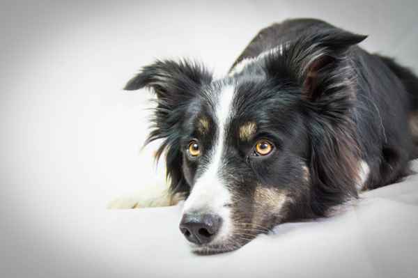 Border Collie verträumt