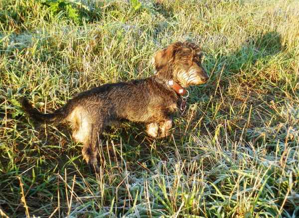 Zwergrauhhaardackelwelpe auf Erkundung