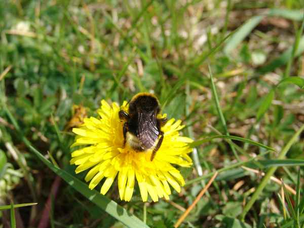 Butterblumenhummel