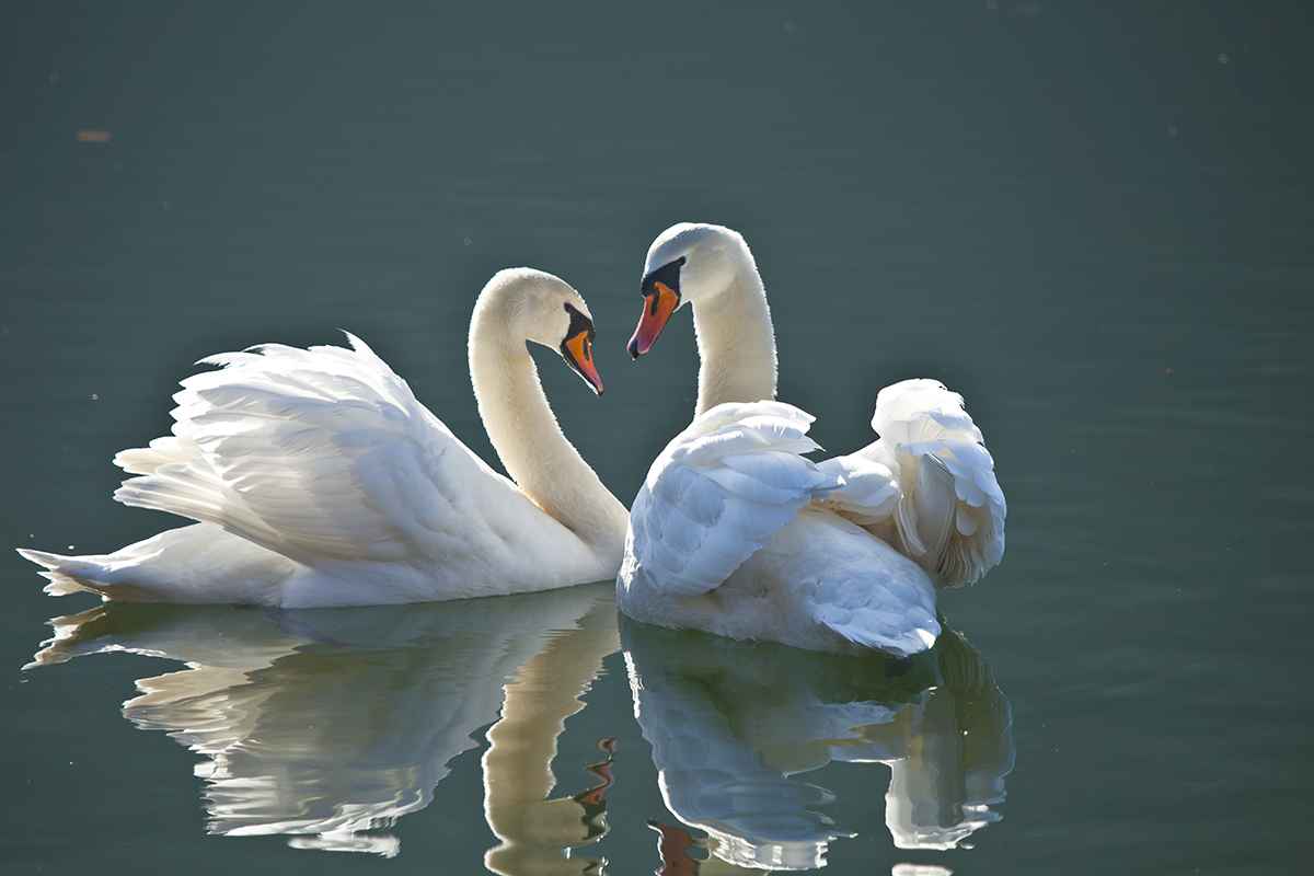 Ein Herz und eine Seele