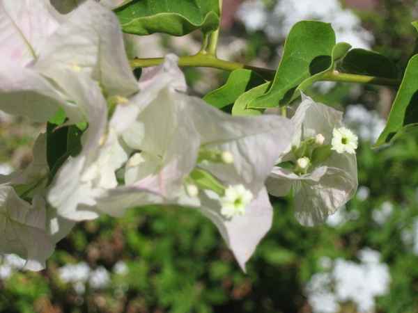 Bougainvillea11