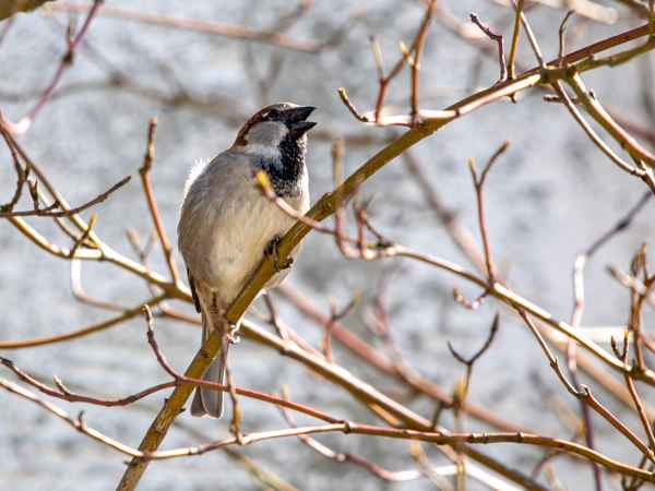 Da sag ich nur: "Tschilp"