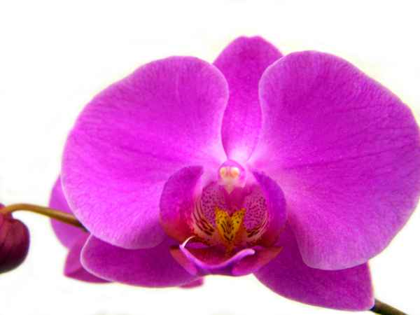 Orchidee_2