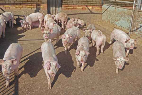 Schwein gehabt