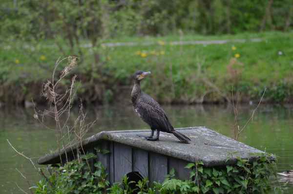 KORMORAN