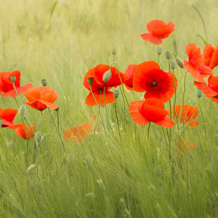 Tanz der Mohnblumen