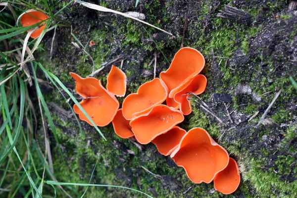 Gewöhnlicher Orangebecherling