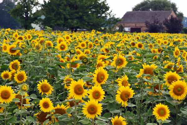 Sonnenblumen satt