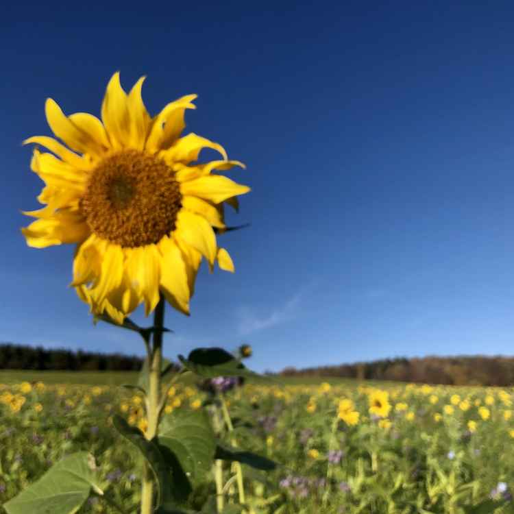Sonnenblume