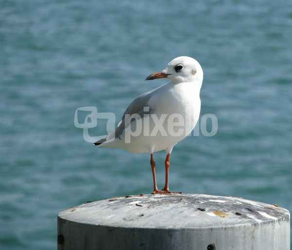 Möwe auf Rügen