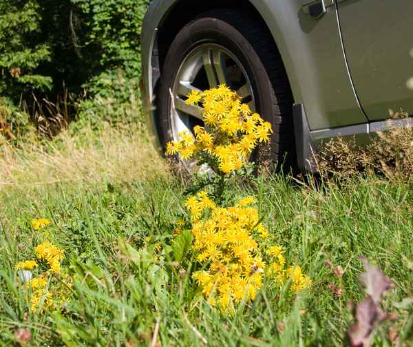 Auto im Grünen