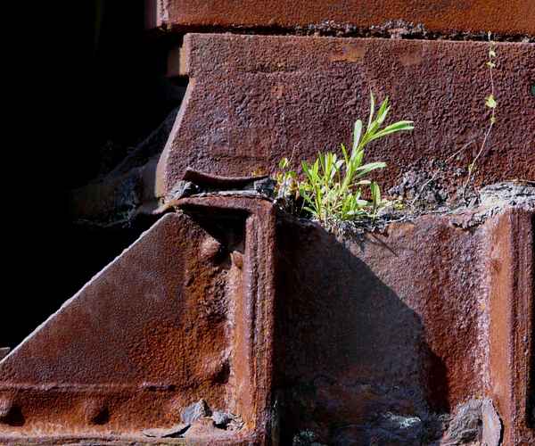 zartes Grün auf Rost