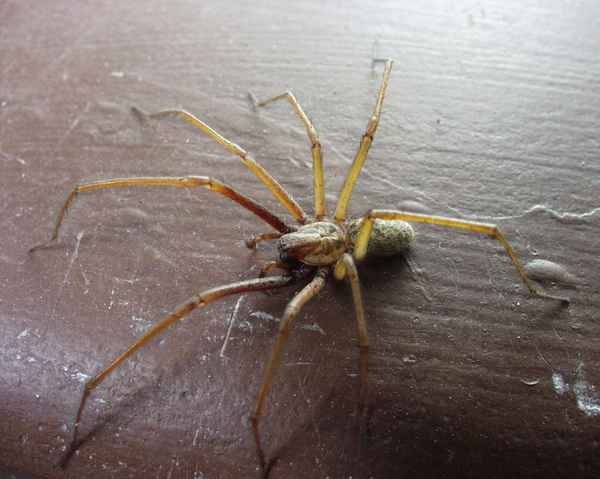 Spinne