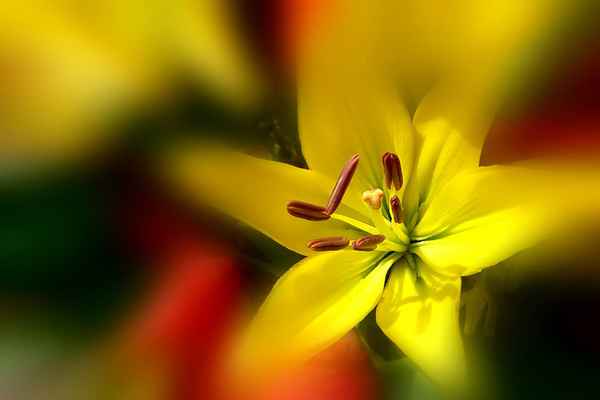 Blume-0132