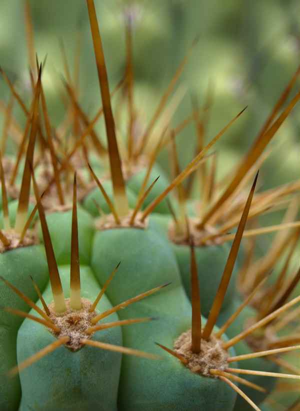 Kaktus-Stacheln