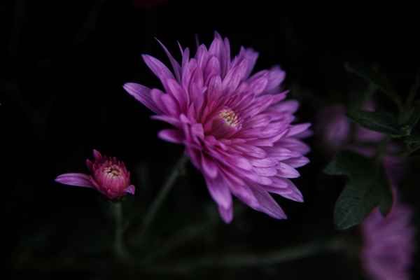Herbstaster