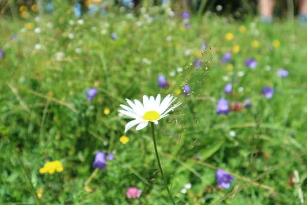 Pärchen auf der Wiese