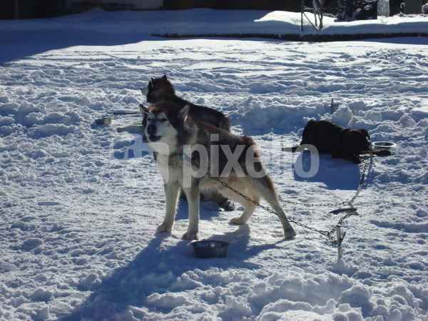 Alaska Malamute