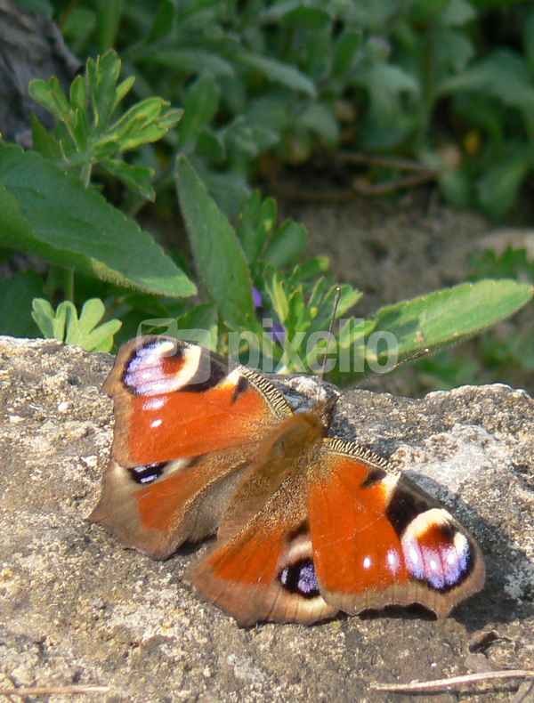 Schmetterling