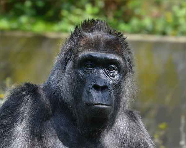 Portrait einer älteren (Gorilla)Dame.....