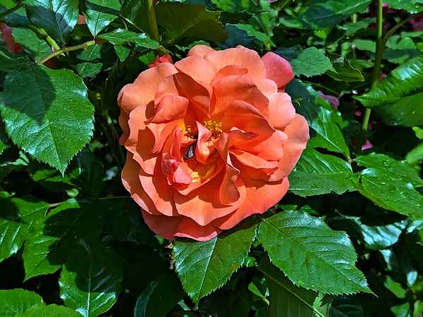 Wo ist die Biene in der Rose?