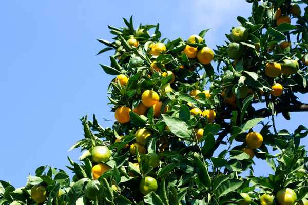 Unreife Mandarinen am Baum