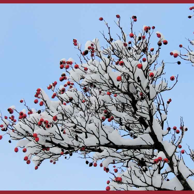 Verschneite Hagebutten