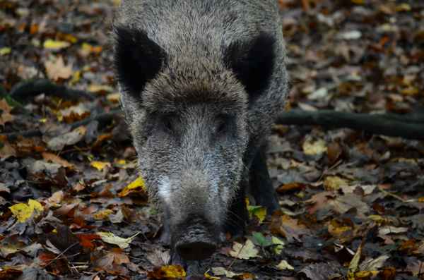 Wildschwein