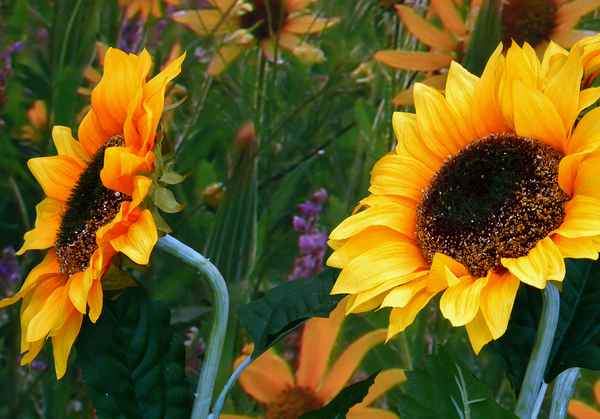 sonnenblumen