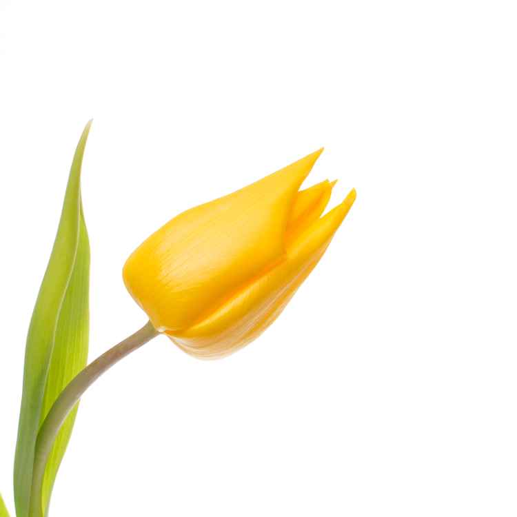 Tulpe