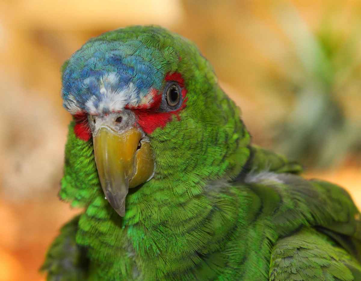 Werkzeug zum klettern, knacken und pflegen