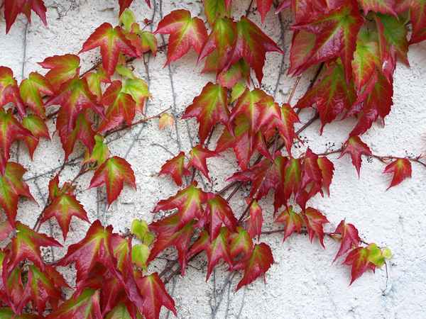 Wilder Wein 5