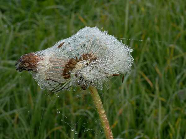 ein netz von tautropfen 2