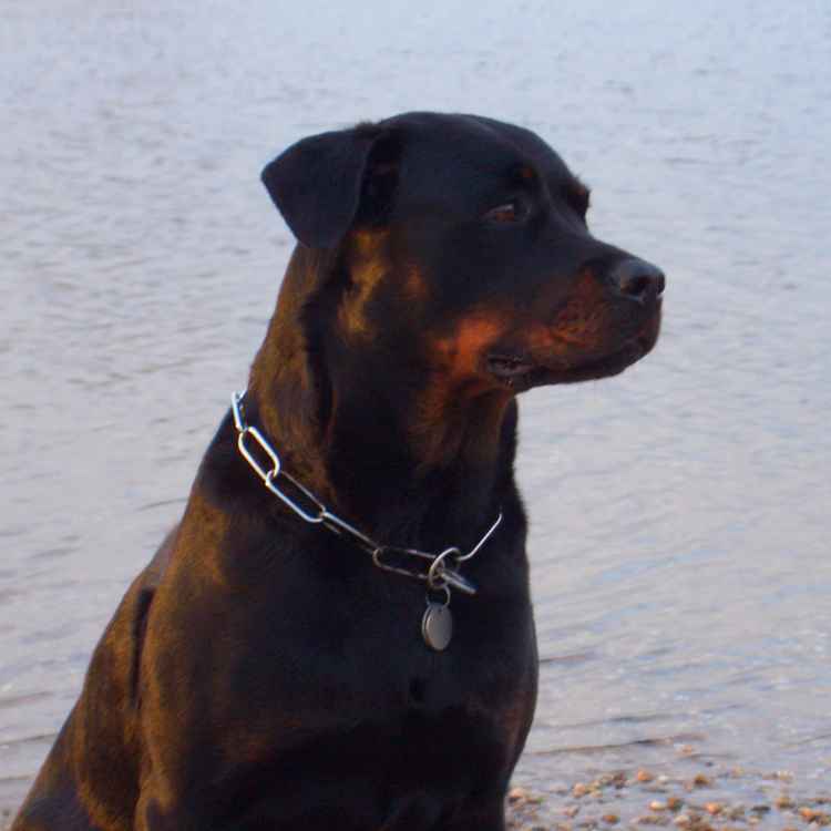 bin ich nicht schmuck