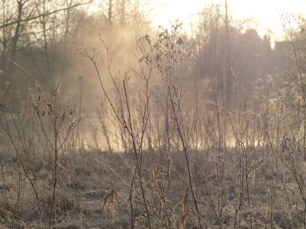 Frühnebel in Reinkultur