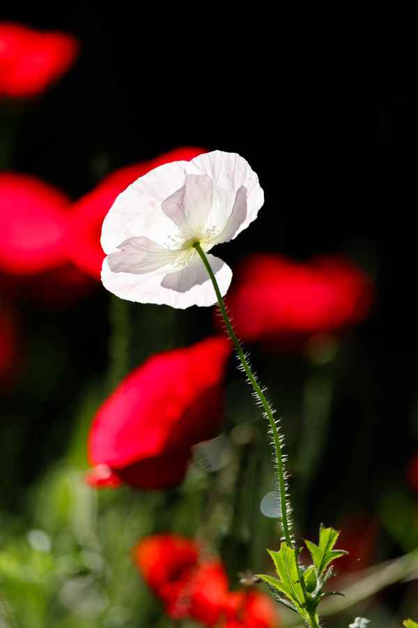 Mohn im Gegenlicht