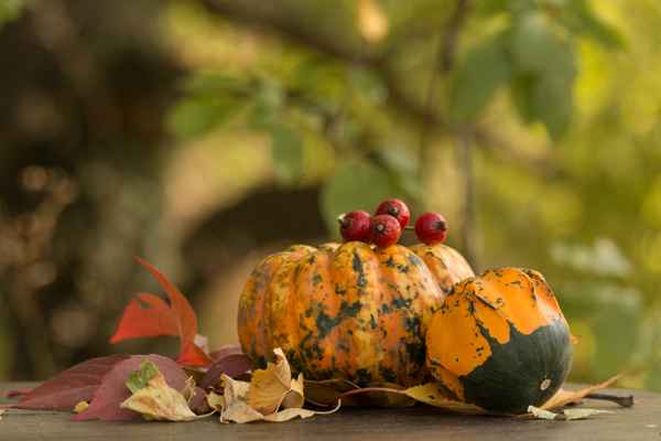 Herbstzeit   - K&uuml;rbiszeit