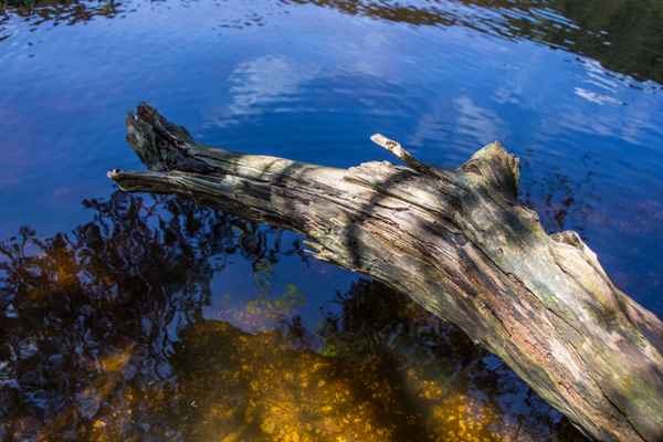 Karsee mit abgestorbenem Baumrest